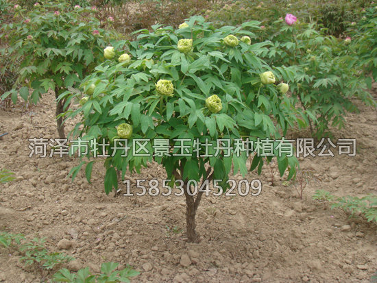 綠幕隱玉
