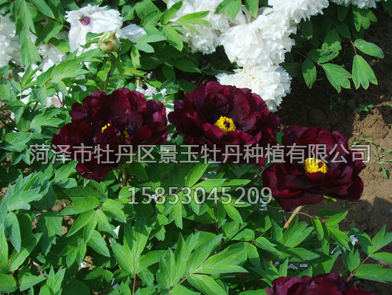 賽墨蓮