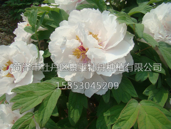 梨園春曉3.早.JPG